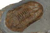 Plate Of Giant Asaphid (Platypeltoides) Trilobites - Morocco #240211-2
